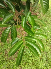 Magnoliopsida