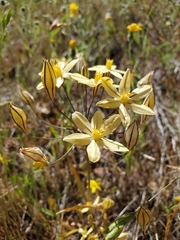 Triteleia ixioides scabra