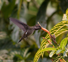 Heliomaster longirostris