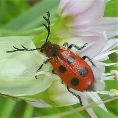 Pelonides quadrinotata