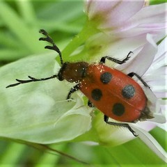 Pelonides quadrinotata