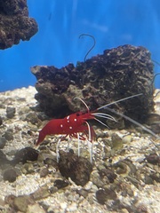Lysmata debelius