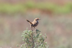 Calamanthus campestris