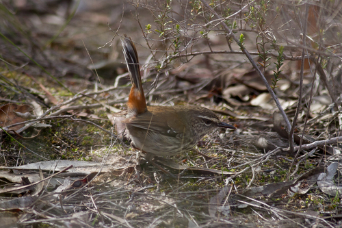 Shy Heathwren (Hylacola cauta), photo 6