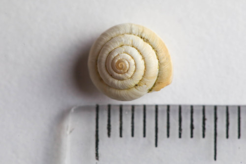 Hairy Snail