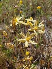 Triteleia ixioides scabra
