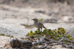 Calamanthus campestris