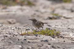 Calamanthus campestris