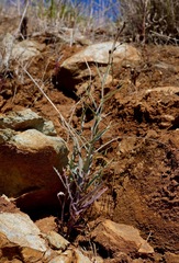 Streptanthus glandulosus niger