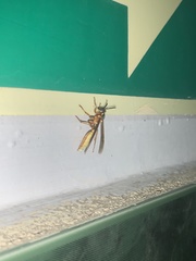 Apoica pallens image