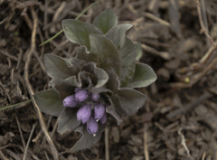 Physochlaina physaloides