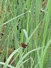 Neurothemis fluctuans