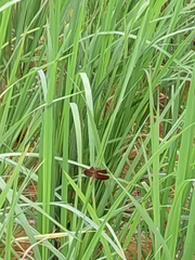 Neurothemis fluctuans