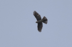 Accipiter gularis