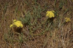 Lomatium triternatum brevifolium