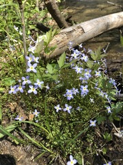 Houstonia serpyllifolia
