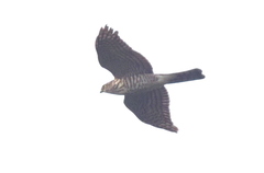 Accipiter gularis