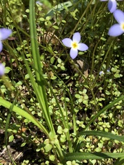 Houstonia serpyllifolia