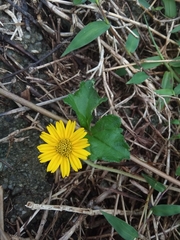 Sphagneticola trilobata