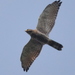Gray-faced Buzzard - Photo (c) Tan Kok Hui, some rights reserved (CC BY-NC)