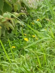 Sphagneticola trilobata