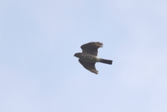 Accipiter gularis