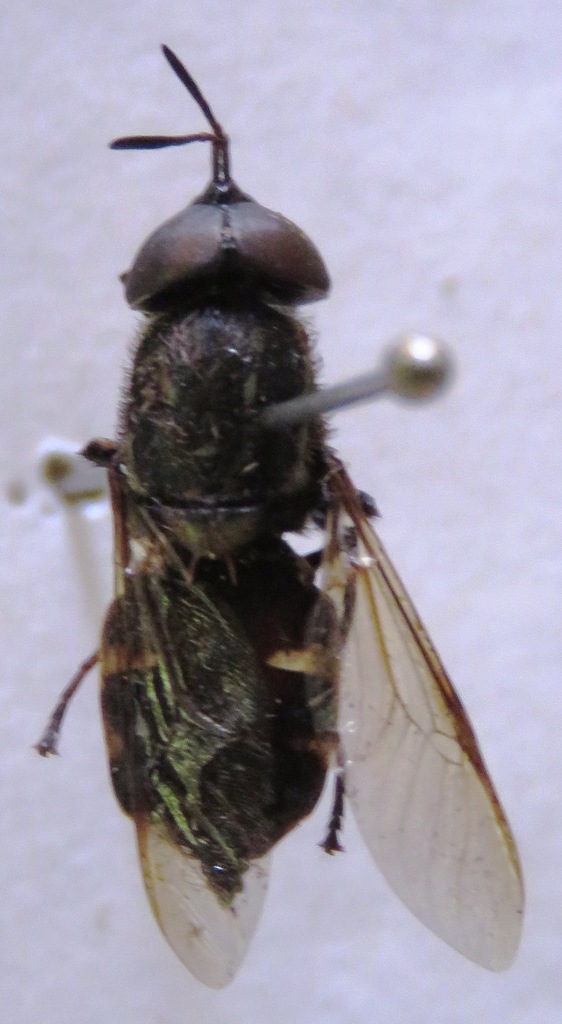Promeranisa cylindricornis