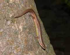 Subdoluseps bowringii