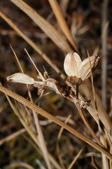 Lomatium piperi