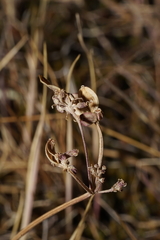 Lomatium piperi