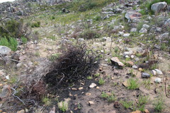 Leucadendron glaberrimum glaberrimum