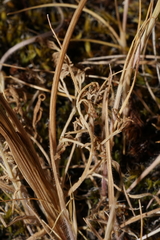 Lomatium piperi