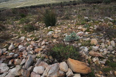 Leucadendron glaberrimum glaberrimum