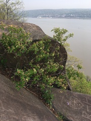 Amelanchier nantucketensis