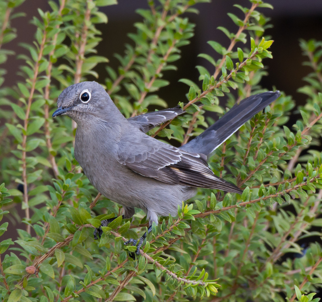 Townsend's Solitaire