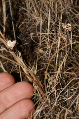 Lomatium piperi