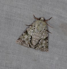 Acronicta psorallina