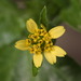 Synedrella nodiflora - Photo (c) portioid, algunos derechos reservados (CC BY-SA), subido por portioid