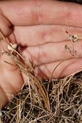 Lomatium piperi