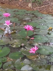Nymphaea rubra