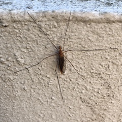 Nephrotoma suturalis