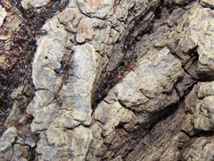 Myrmecophilus pergandei