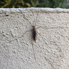 Nephrotoma suturalis