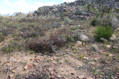 Leucadendron glaberrimum glaberrimum