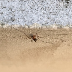 Nephrotoma suturalis