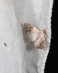 Barasa cymatistis