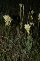 Astragalus hoodianus