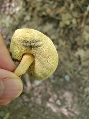 Boletus harrisonii