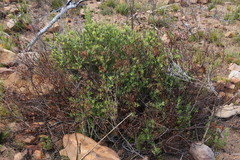 Leucadendron glaberrimum glaberrimum