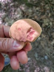 Boletus harrisonii